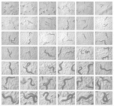 Developmental progression of C. elegans from egg to adult